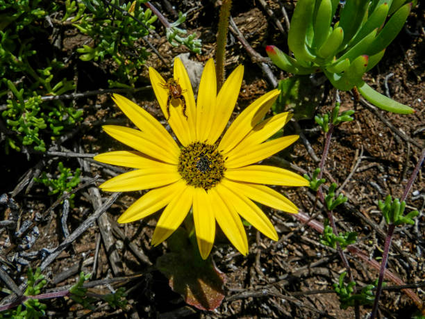 Arctotheca calendula Arctotheca calendula flower in the Southern Cape, South Africa arctotheca calendula stock pictures, royalty-free photos & images