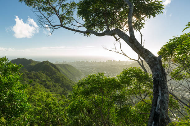 Honolulu View from Waahila Ridge State Park