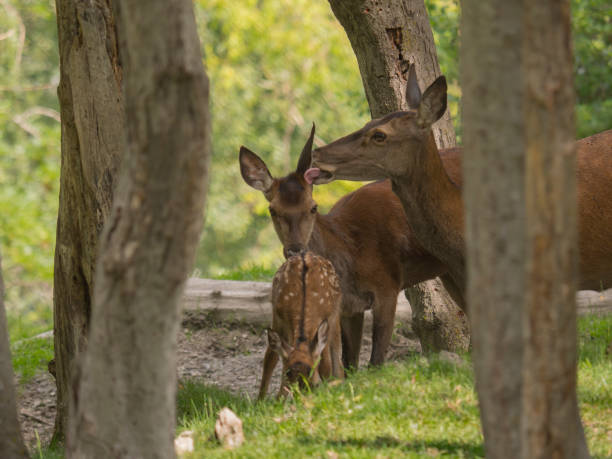 istock Deer family in the woods 804076250
