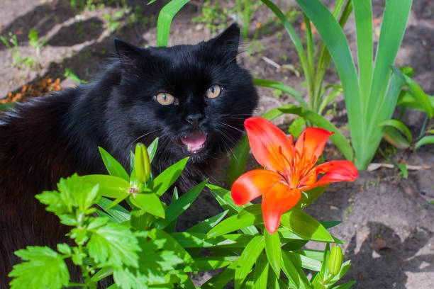 black cat and orange Lily stock photo