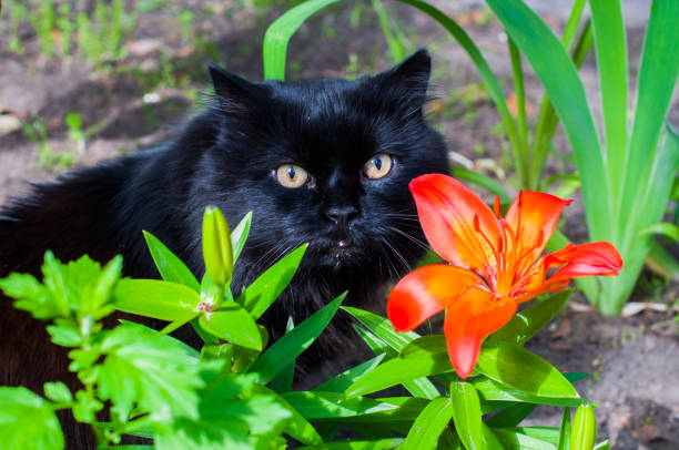 black cat and orange Lily black cat is sitting near orange Lily hissing photos stock pictures, royalty-free photos & images