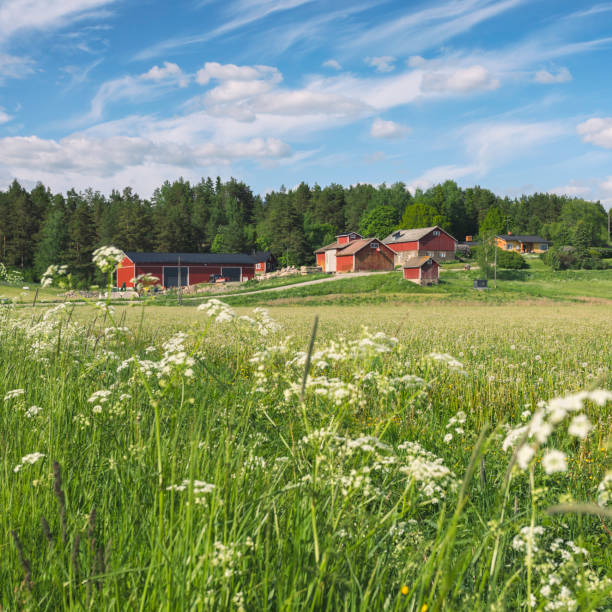 Agricultural buildings and a field in early summer in Finland.