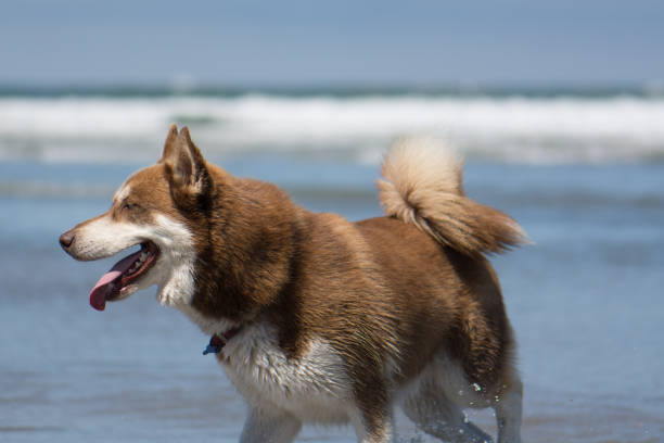 istock Siberian Husky playing at the beach 804093044