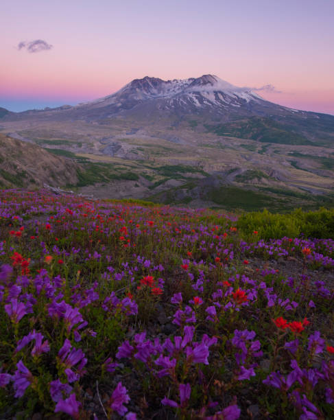 monte st. helens hotel al atardecer - nature active volcano mt st helens volcano fotografías e imágenes de stock