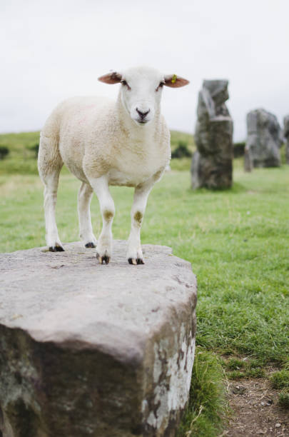 sheep at avebury stock photo