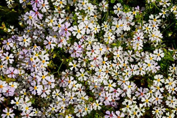 istock Zaluzianskya villosa 804101114