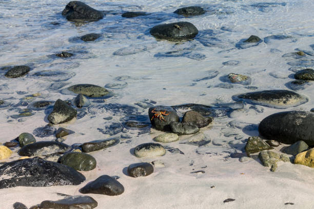 istock Crabs Atalaia Beach Fernando de Noronha Brazil 804103566