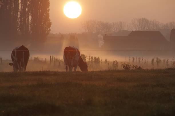 istock Cows in the early morning 804103952