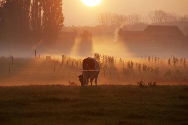 istock Cows in the early morning 804103954