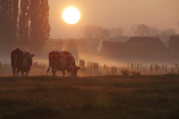 istock Cows in the early morning 804103956