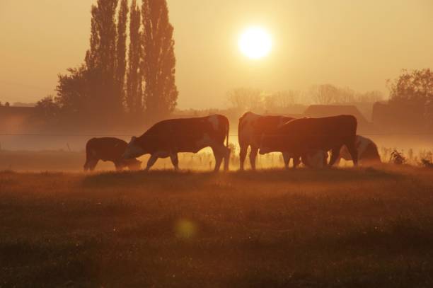 istock Cows in the early morning 804103972