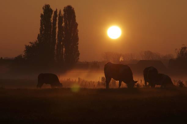 istock Cows in the early morning 804103978