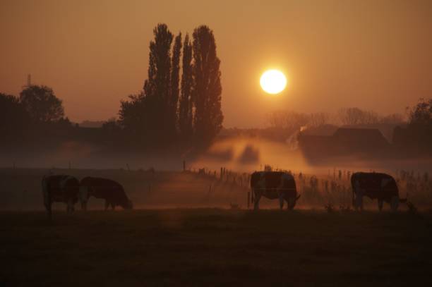 istock Cows in the early morning 804103982