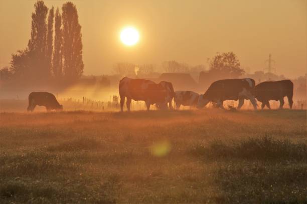 istock Cows in the early morning 804103986