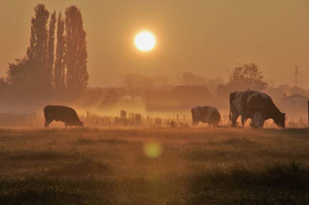 istock Cows in the early morning 804103994