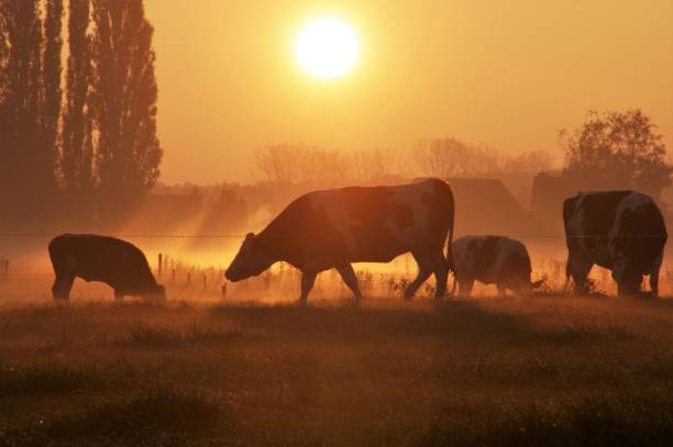 istock Cows in the early morning 804104002