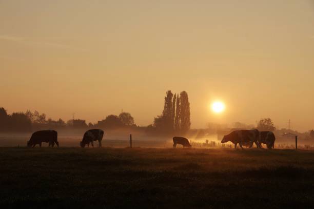 istock Cows in the early morning 804104004