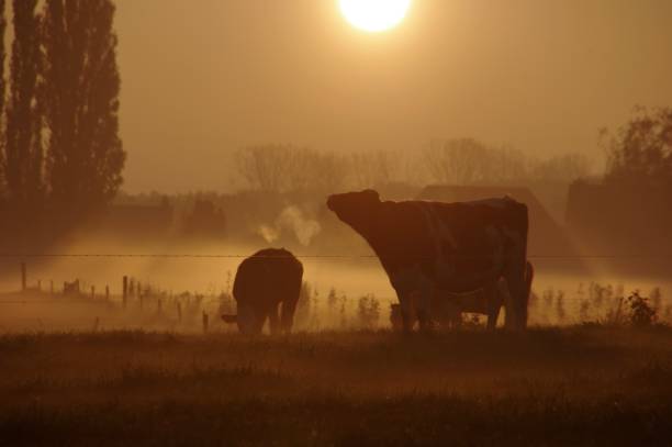 istock Cows in the early morning 804104014
