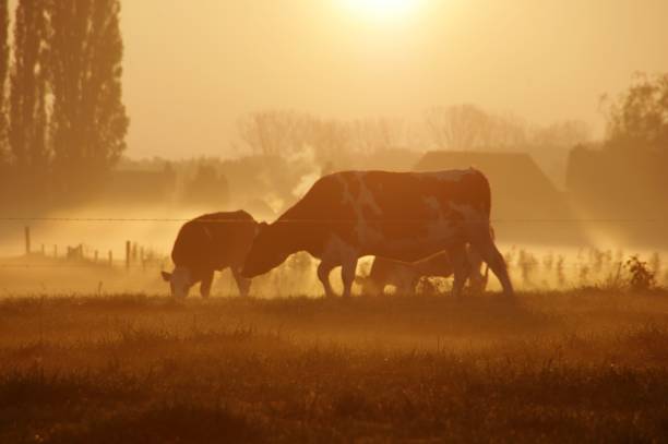 istock Cows in the early morning 804104016