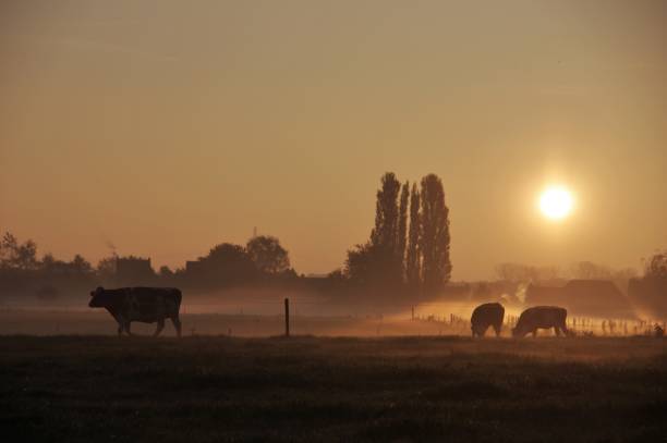 istock Cows in the early morning 804104020