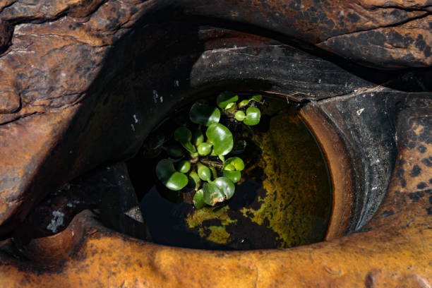 eine wasserhyazinthe (eichhornia crassipes) in einem hohlraum in stein ähnelt einem riesigen auge. - green eyeshadow stock-fotos und bilder