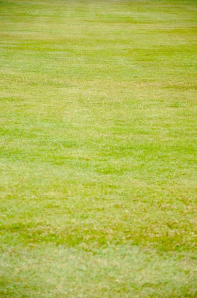 istock Background and texture of Beautiful green grass pattern 804109418