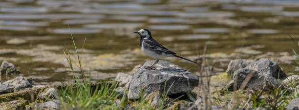 istock Wagtail bird near lake in spring 804122188