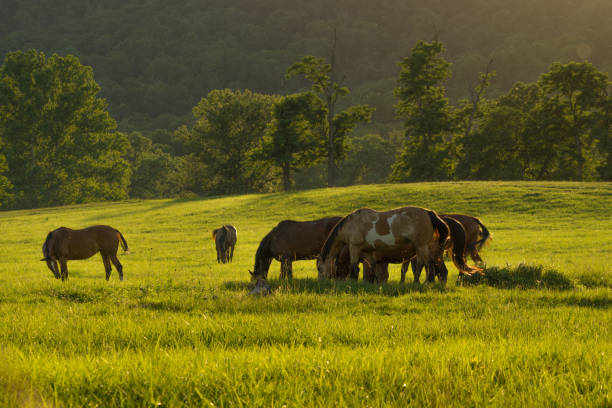 istock Horses grazing at sunset 804122394