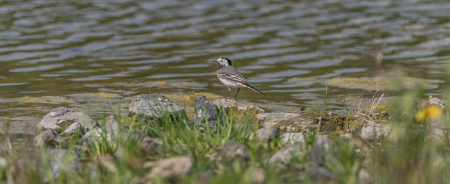 Wagtail bird near lake in spring sunny day