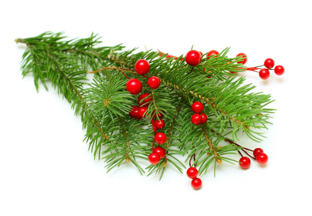 istock Christmas green branch with red berry isolated 804124996