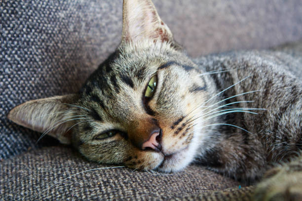 istock a cat sleep on chair 804125474