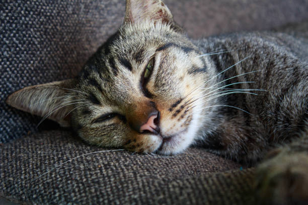 istock a cat sleep on chair 804125486