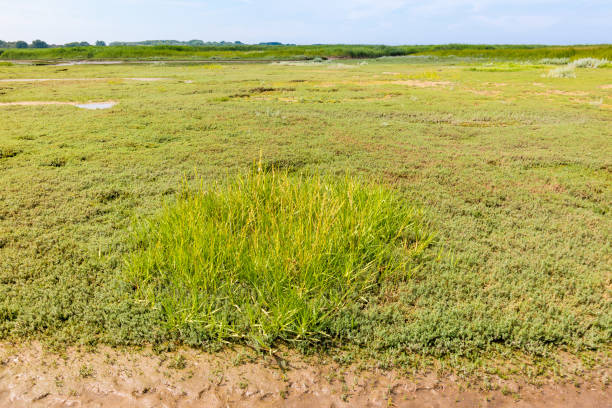 istock Salt marsh with sea sandwort, Honckenya, and grass on mudflat, Netherlands 804131838