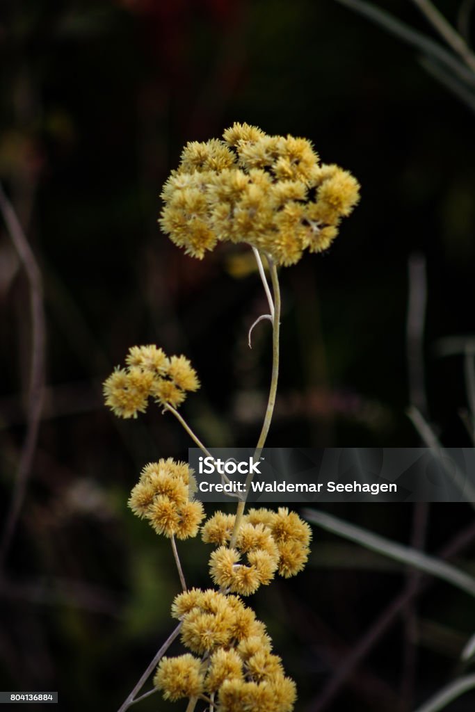 Achyrocline satureioides, also known as Macela or Marcela in Portuguese. - Royalty-free Amarelo Foto de stock