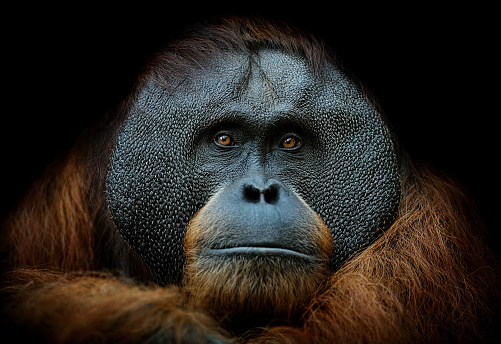 close-up of a sumatran orangutan on black background