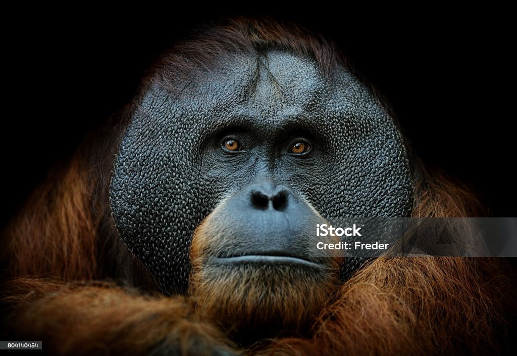 orangutan portrait close-up of a sumatran orangutan on black background Animal Stock Photo