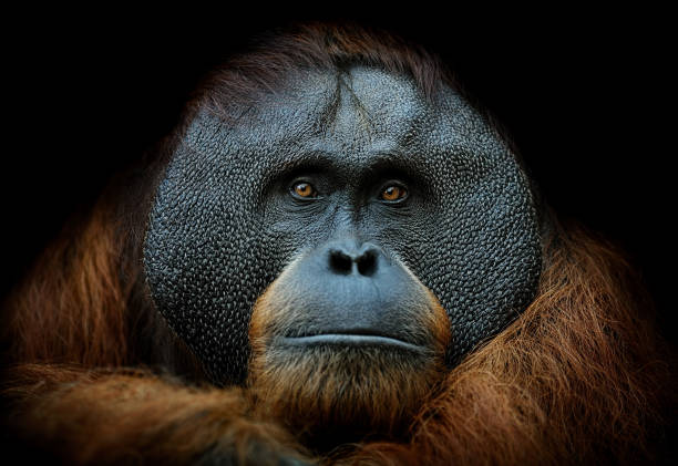 orangutan portrait close-up of a sumatran orangutan on black background animal eye photos stock pictures, royalty-free photos & images