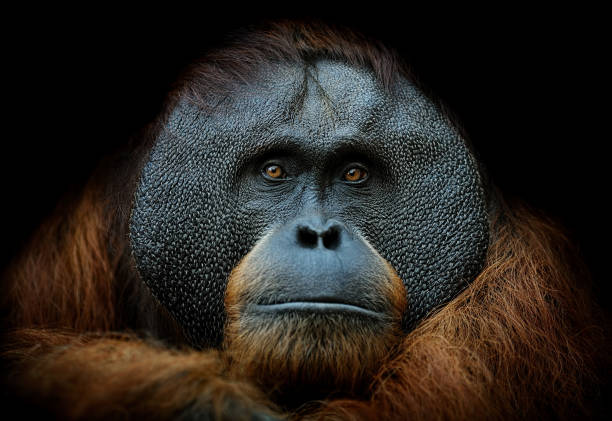 orangutan portrait close-up of a sumatran orangutan on black background island of borneo stock pictures, royalty-free photos & images