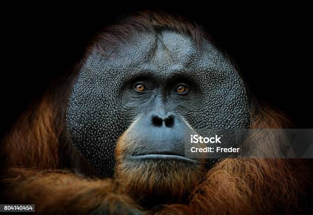 Orangutan Portrait Stock Photo - Download Image Now - Orangutan, Animal, Animal Themes
