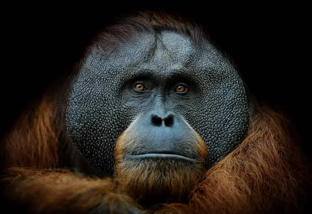 Photo of orangutan portrait