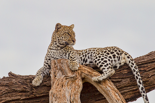 An adult Leopard sits in a tree. Taken in Samburu, Kenya