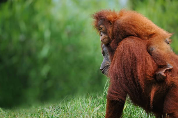 sumatran orangutans orangutan mother with child in nature island of borneo photos stock pictures, royalty-free photos & images