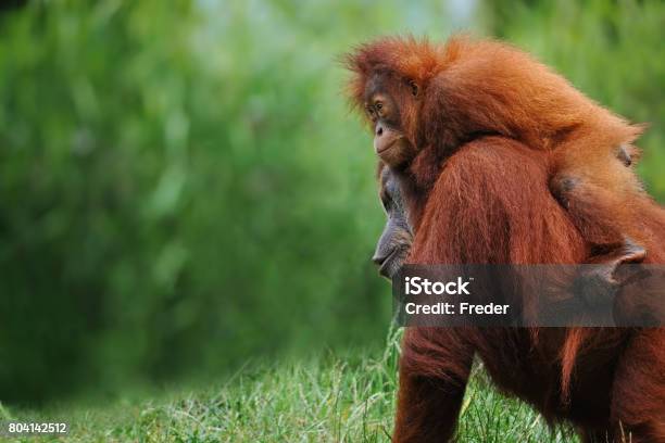 Sumatran Orangutans Stock Photo - Download Image Now - Orangutan, Island of Borneo, Rainforest