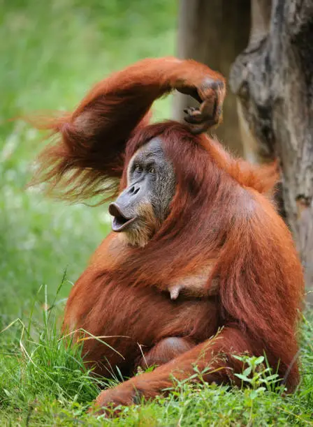 sumatran orangutan scratching head