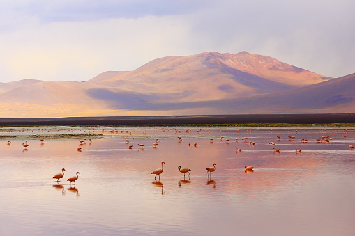 Impressive Laguna colorada - Red lake reflection, Andean Flamingos birds and Idyllic Altiplano Atacama Desert, Volcanic landscape panorama – Potosi region, Bolivian Andes, Bolívia