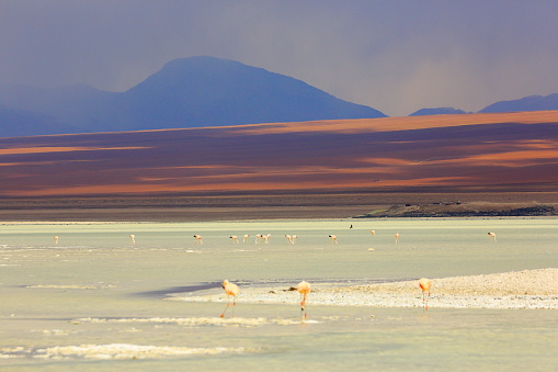 Impressive Laguna verde - green lake reflection, Andean Flamingos birds and Idyllic Altiplano Atacama Desert, Volcanic landscape panorama – Potosi region, Bolivian Andes, Bolívia
