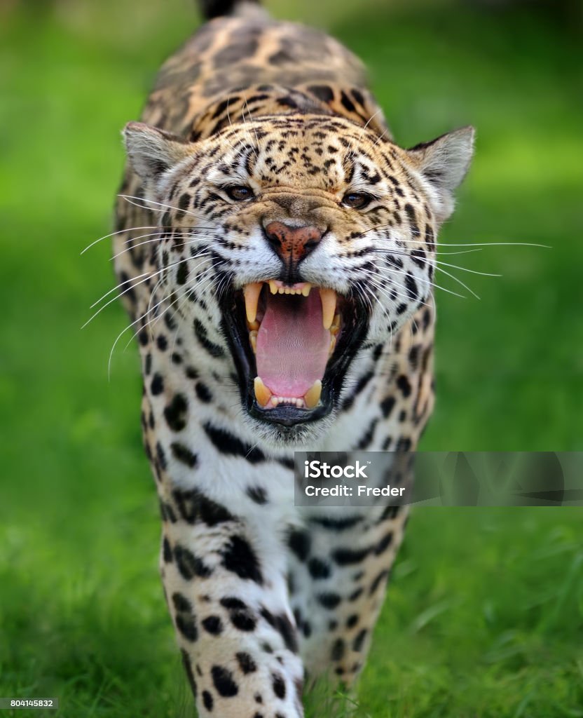 attaque de Jaguar - Photo de Jaguar - Félin libre de droits