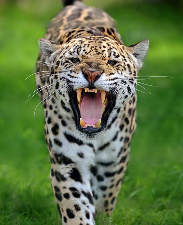 close-up of a roaring jaguar (panthera onca) running towards viewer