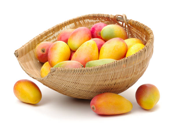 fresh ripe mangoes on a white background