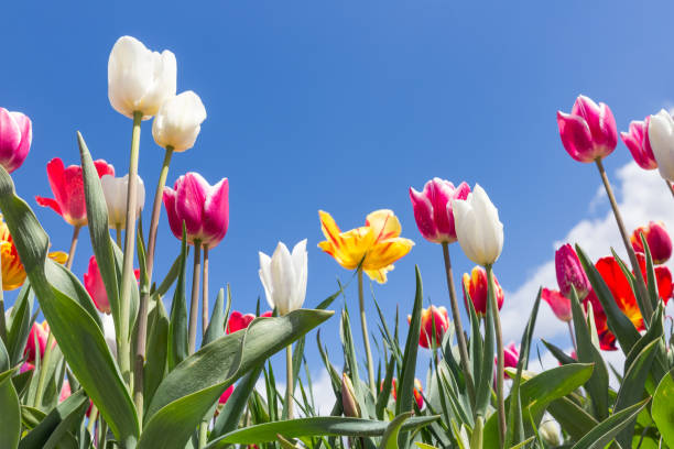 istock Dutch field with varicolored tulips on blue sky 804153924